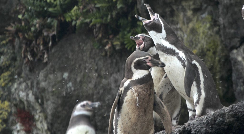 Pinguino de Humboldt
