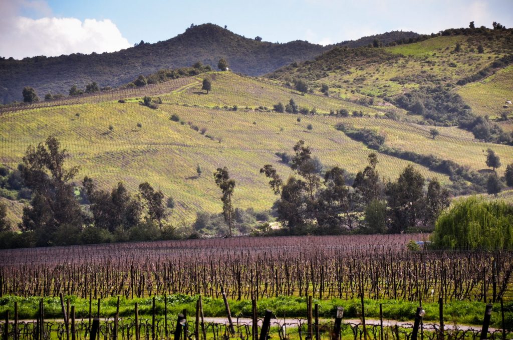 Viña Vía Wines