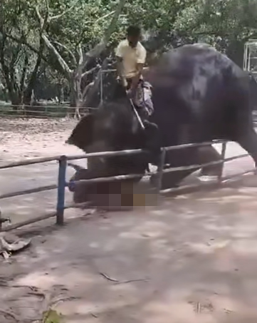 孟加拉動物園發生大象發狂攻擊人的意外。(圖/翻攝自X)