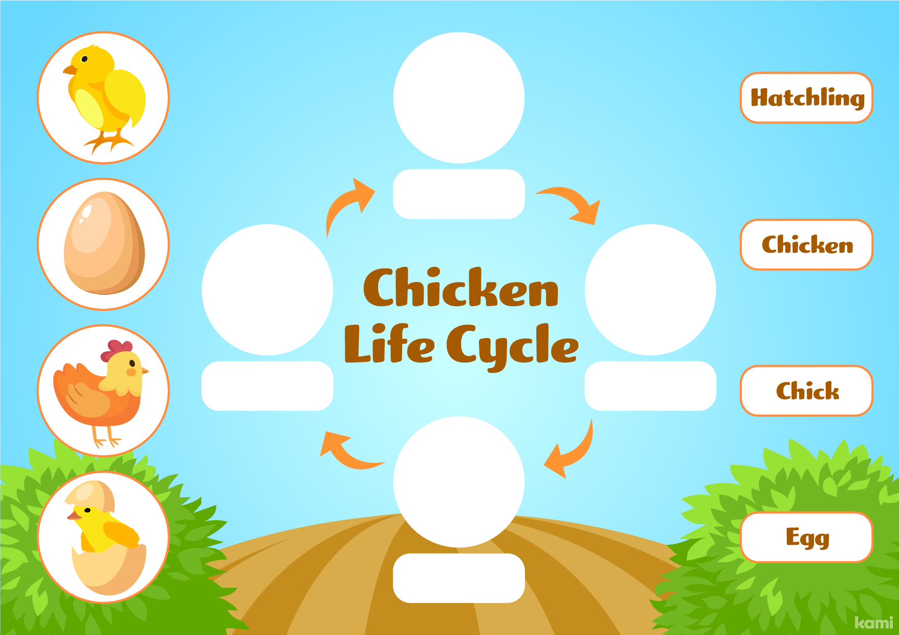 A chicken life cycle for science classes with a interactive design.