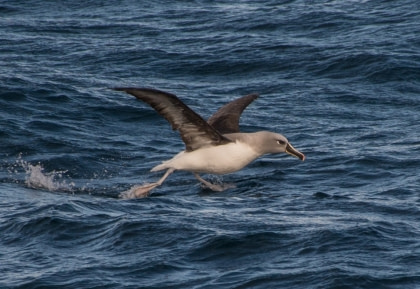 Graukopfalbatros Graukopfalbatros