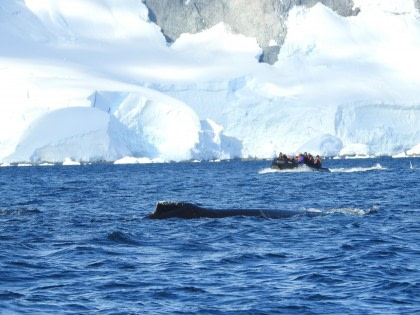 Antarctica - Beyond the Polar Circle - whale watching - Aurora Australis / Southern Lights