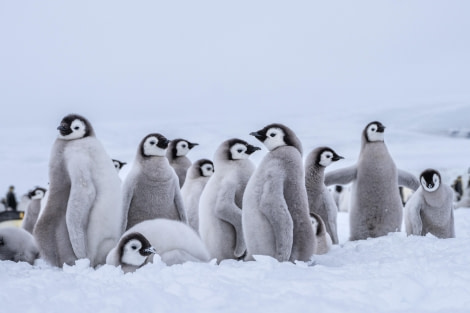 Antarctica, OTL23-23, EMPEROR, 04580.jpg © Wei Chen - Oceanwide Expeditions.jpg Antarctica, OTL23-23, EMPEROR, 04580.jpg © Wei Chen - Oceanwide Expeditions.jpg