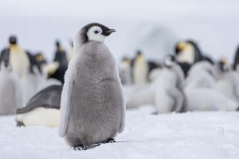 Antarctica, OTL23-23, EMPEROR, 07874.jpg © Wei Chen - Oceanwide Expeditions.jpg Antarctica, OTL23-23, EMPEROR, 07874.jpg © Wei Chen - Oceanwide Expeditions.jpg