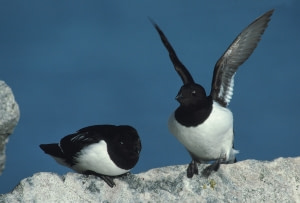 Die Vögel von Jan Mayen Die Vögel von Jan Mayen