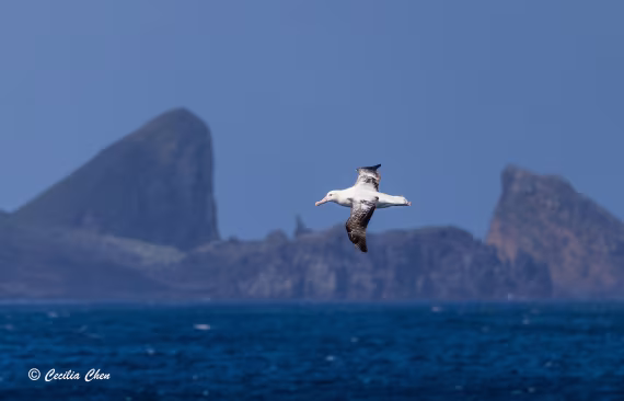 Tristan Albatross
