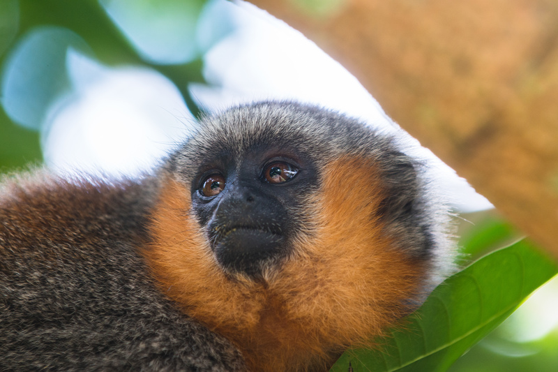 Titi Monkey in the Amazon RainforestMacaco zogue zogue